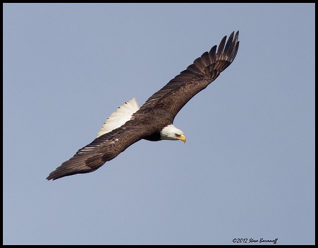 _2SB8522 american bald eagle.jpg